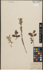 Foto von Salix starkeana Willd.
